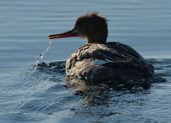 Red-breasted mergansers in Amur Bay