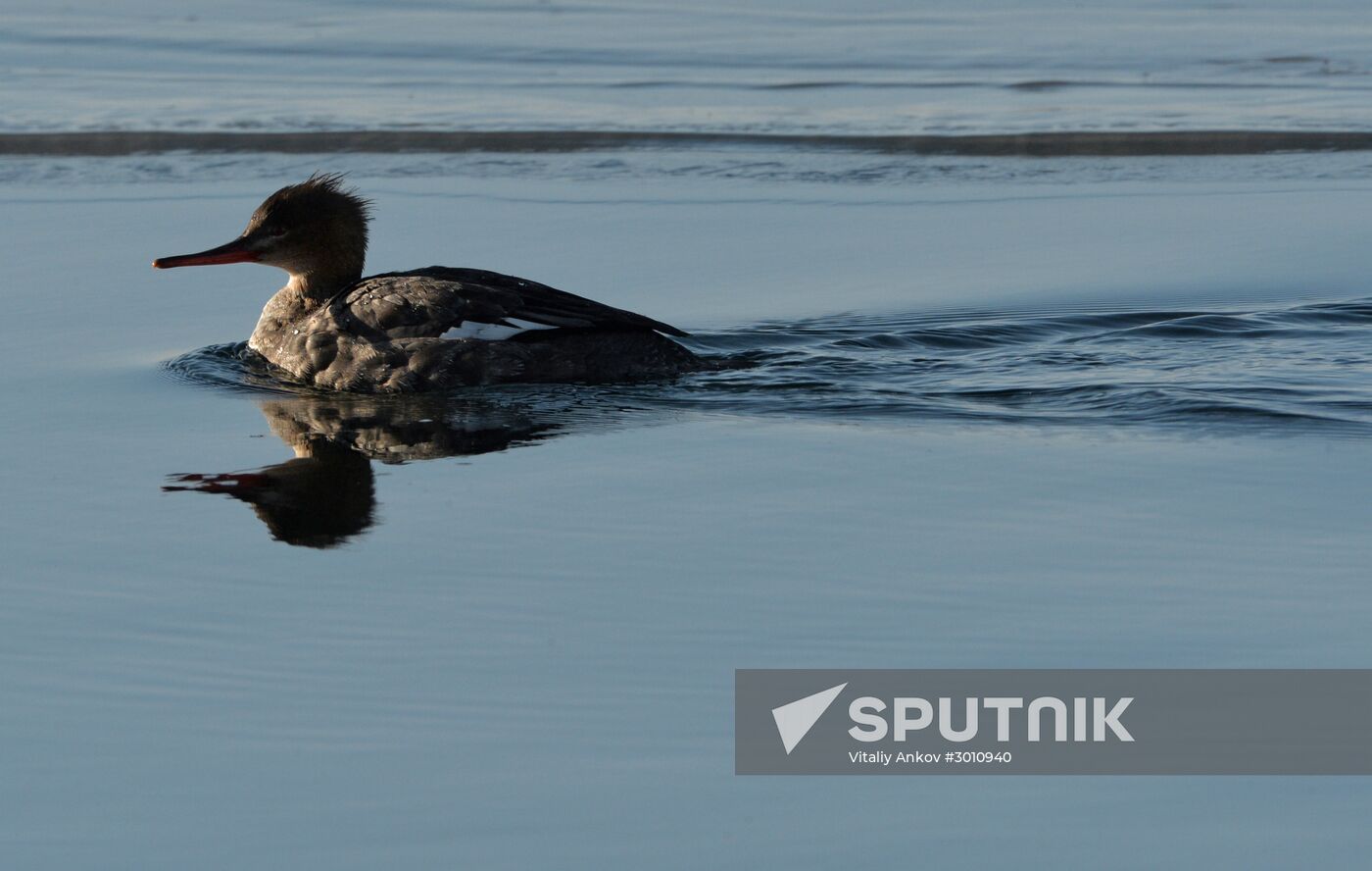 Red-breasted mergansers in Amur Bay