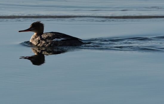Red-breasted mergansers in Amur Bay