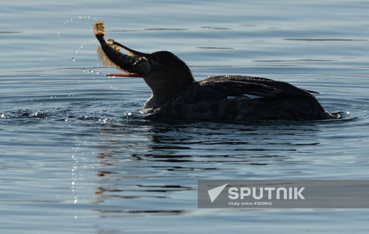 Red-breasted mergansers in Amur Bay