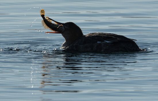 Red-breasted mergansers in Amur Bay