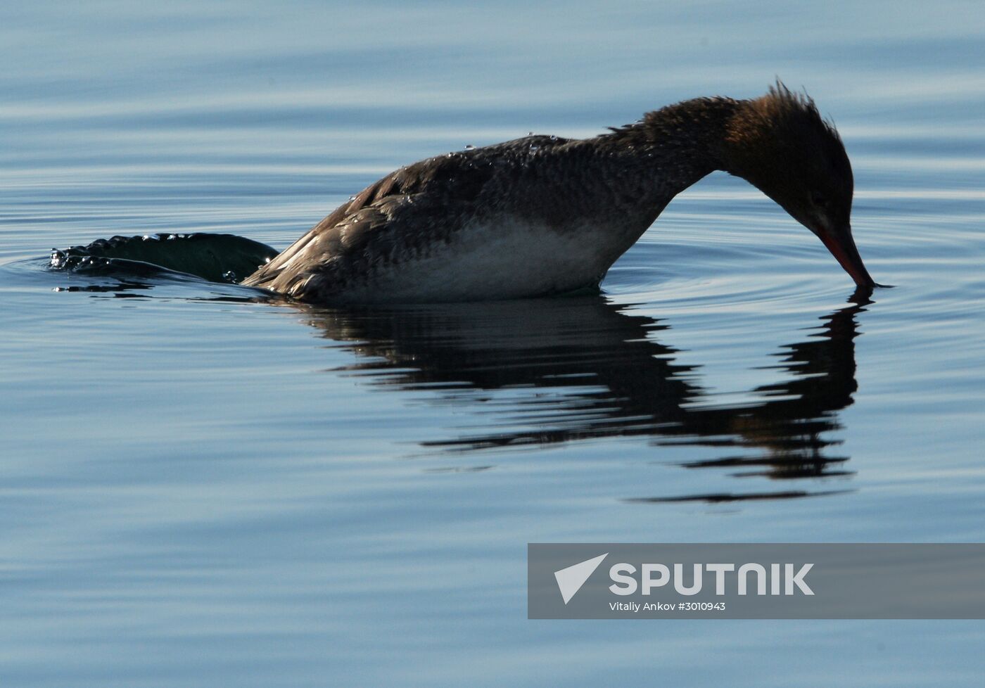 Red-breasted mergansers in Amur Bay