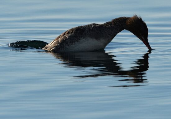 Red-breasted mergansers in Amur Bay