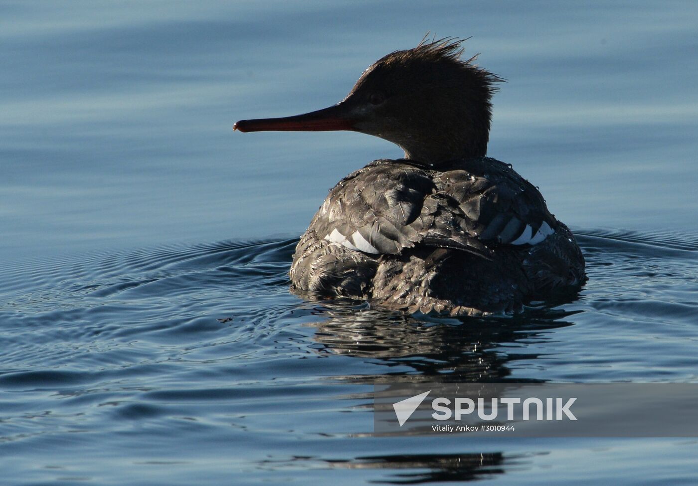 Red-breasted mergansers in Amur Bay