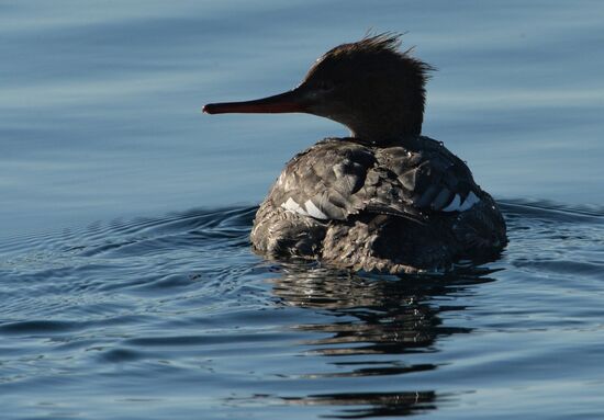Red-breasted mergansers in Amur Bay