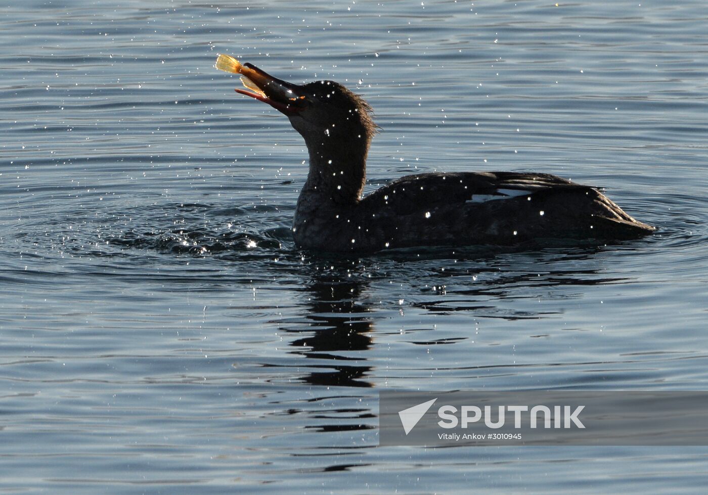 Red-breasted mergansers in Amur Bay