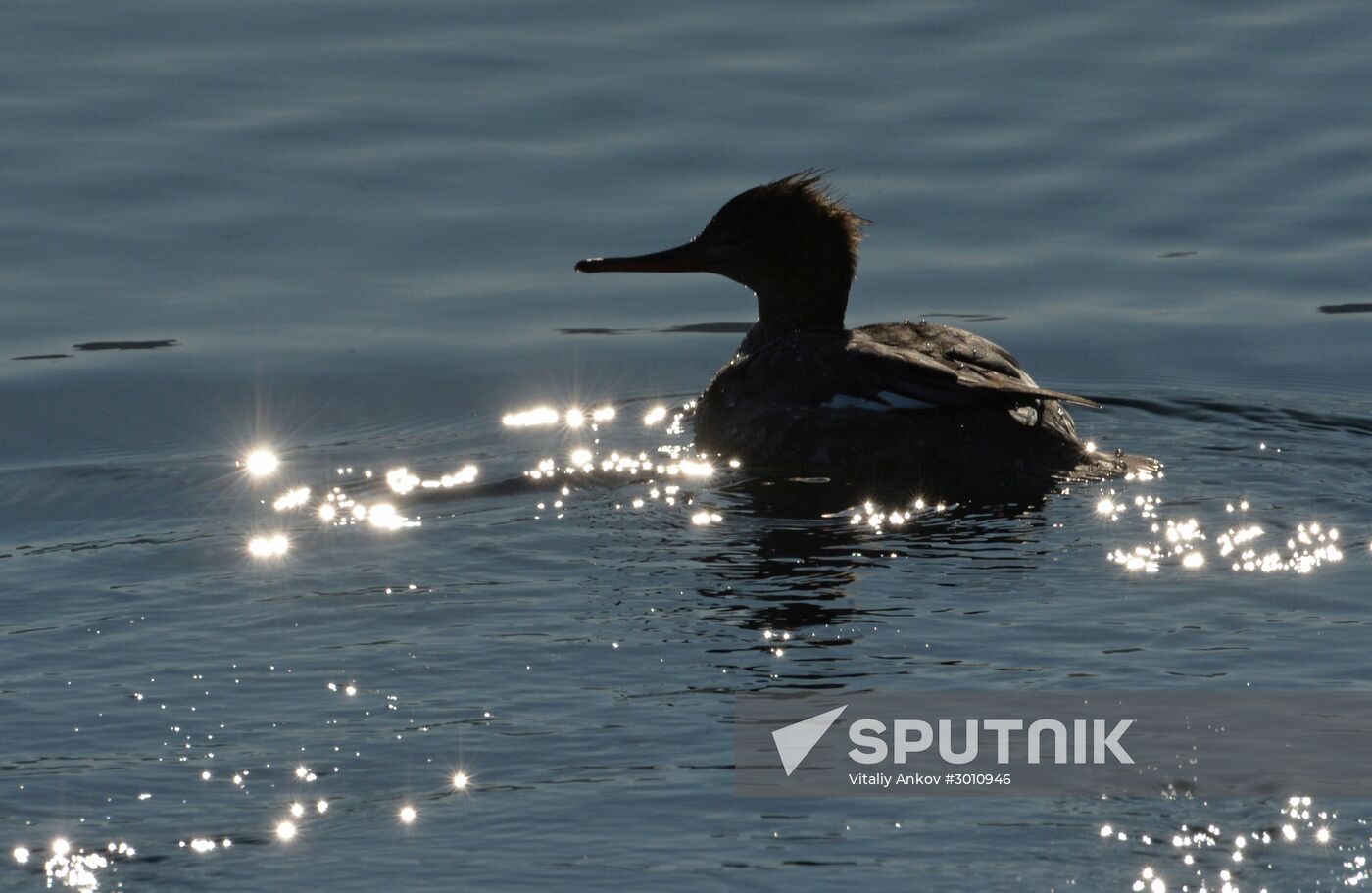 Red-breasted mergansers in Amur Bay