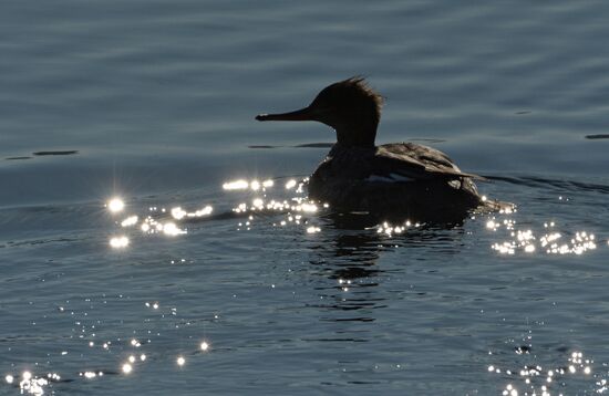 Red-breasted mergansers in Amur Bay
