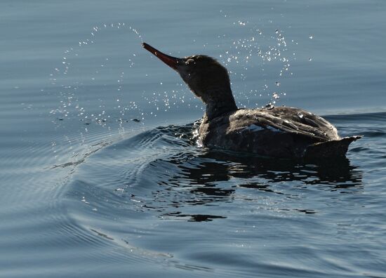 Red-breasted mergansers in Amur Bay
