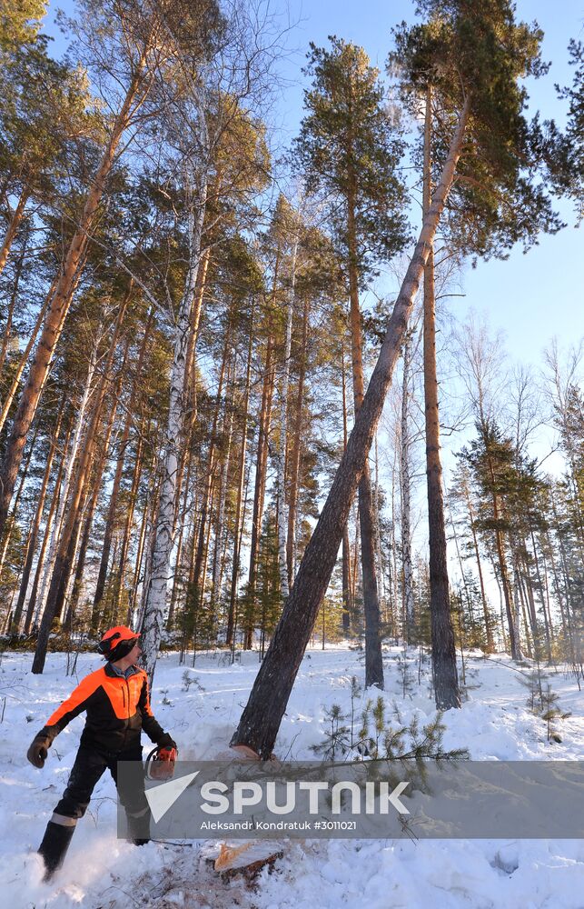 Logging in Chelyabinsk Region