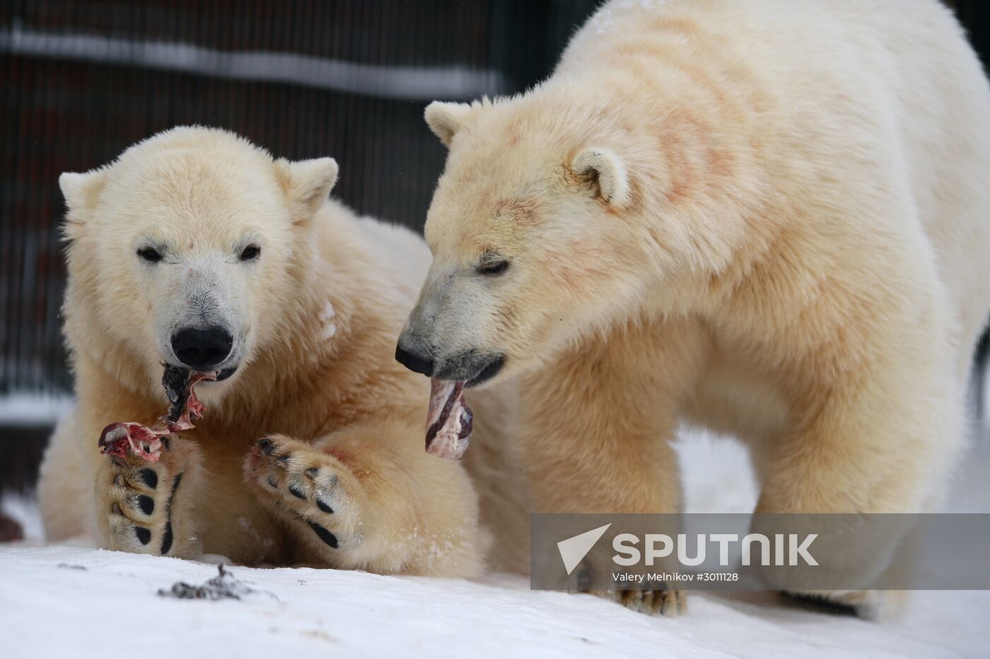 Polar bear cubs at Moscow Zoo nursery