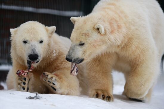 Polar bear cubs at Moscow Zoo nursery