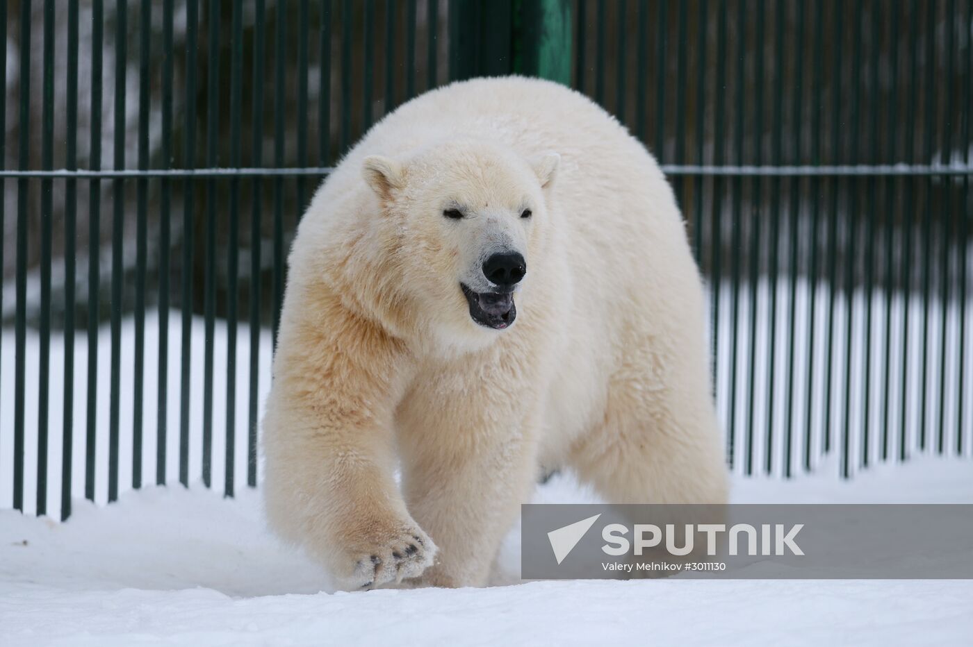 Polar bear cubs at Moscow Zoo nursery