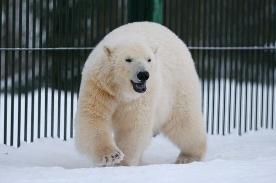 Polar bear cubs at Moscow Zoo nursery