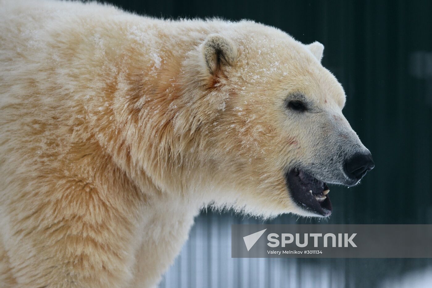 Polar bear cubs at Moscow Zoo nursery