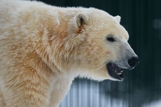 Polar bear cubs at Moscow Zoo nursery