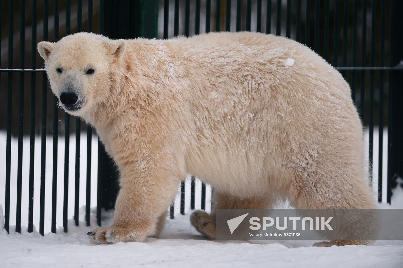 Polar bear cubs at Moscow Zoo nursery