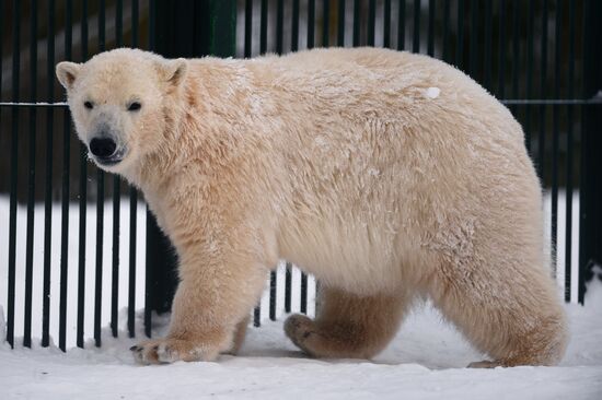 Polar bear cubs at Moscow Zoo nursery