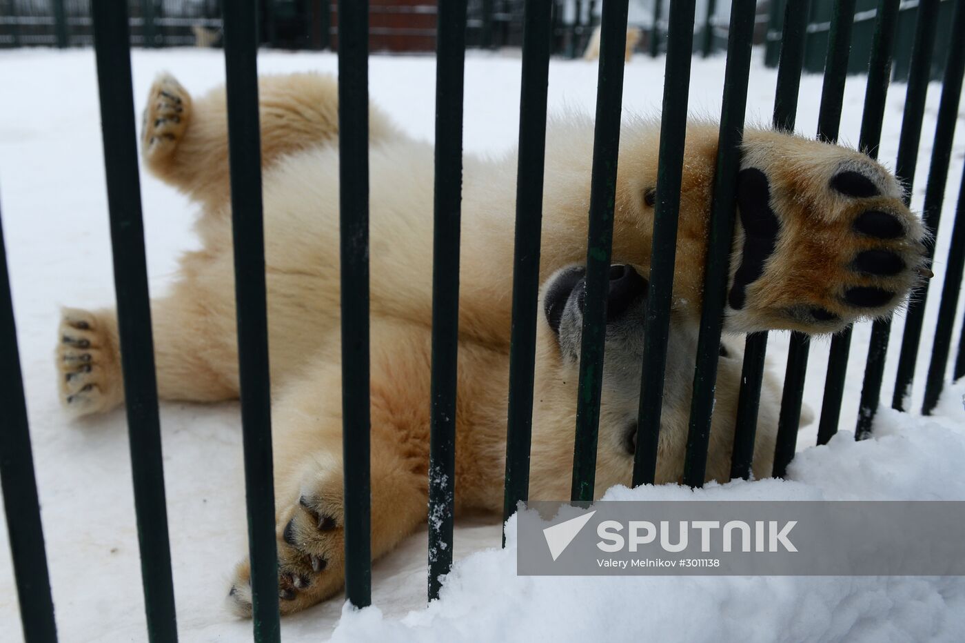 Polar bear cubs at Moscow Zoo nursery