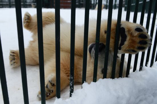 Polar bear cubs at Moscow Zoo nursery