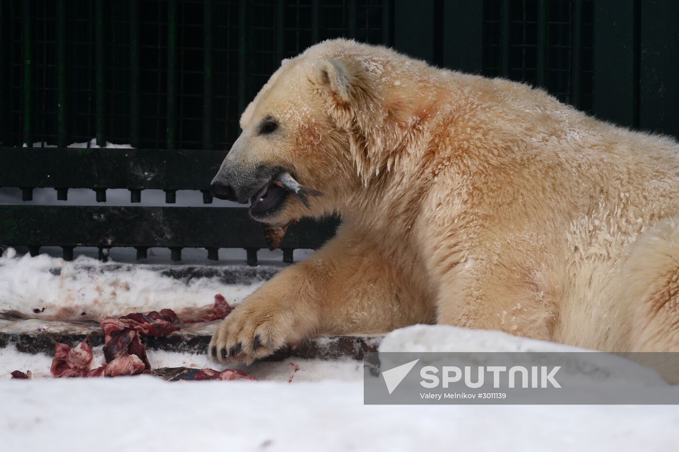 Polar bear cubs at Moscow Zoo nursery