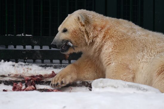 Polar bear cubs at Moscow Zoo nursery