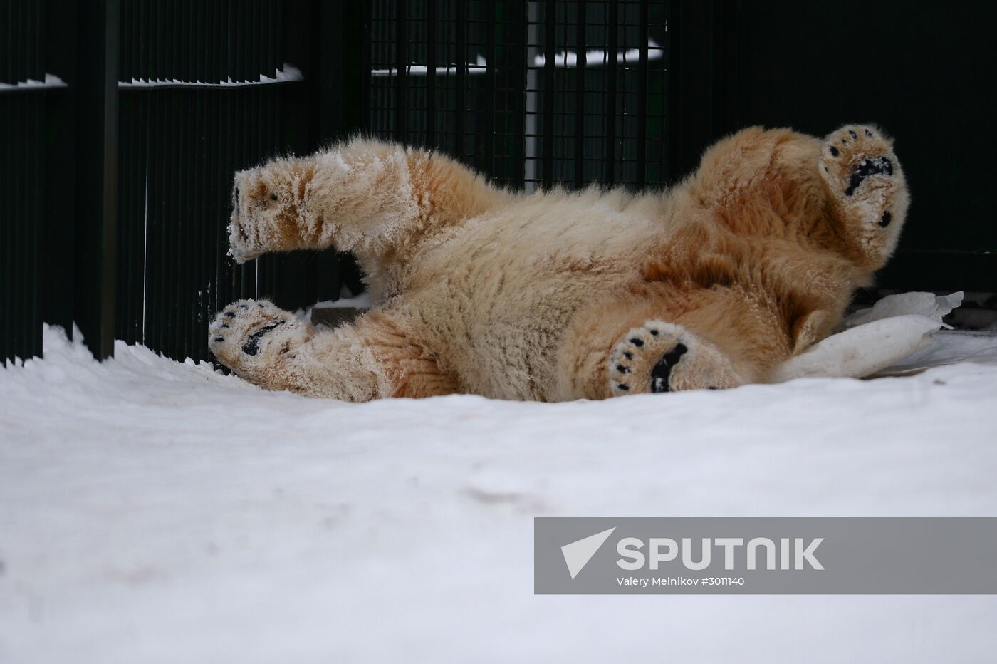 Polar bear cubs at Moscow Zoo nursery