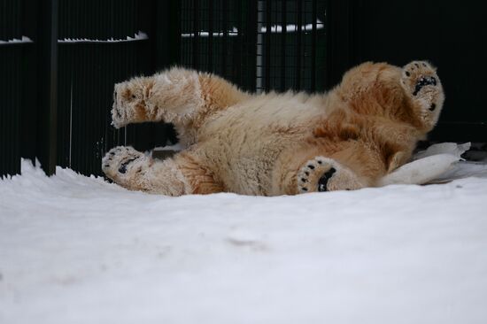 Polar bear cubs at Moscow Zoo nursery