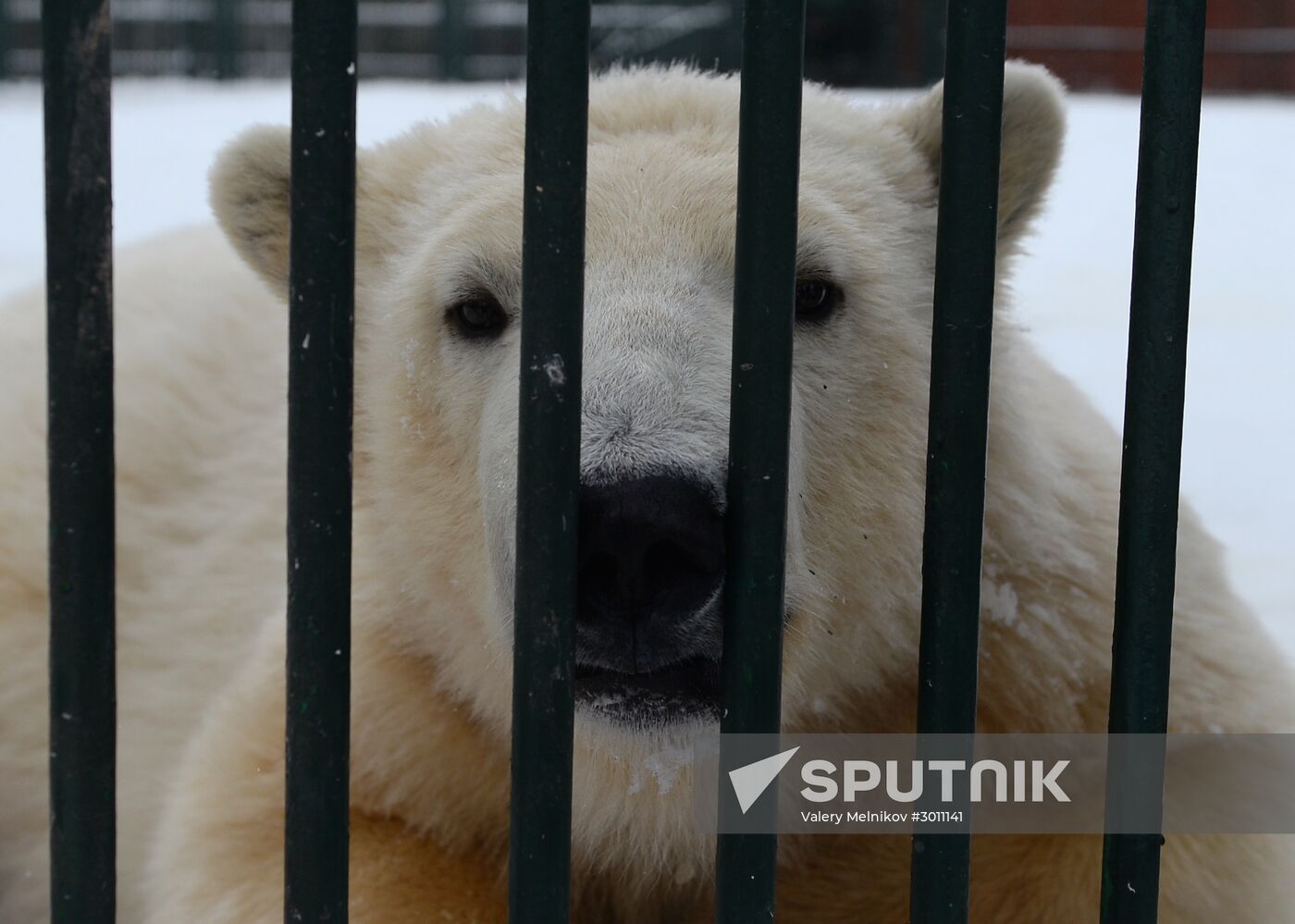 Polar bear cubs at Moscow Zoo nursery