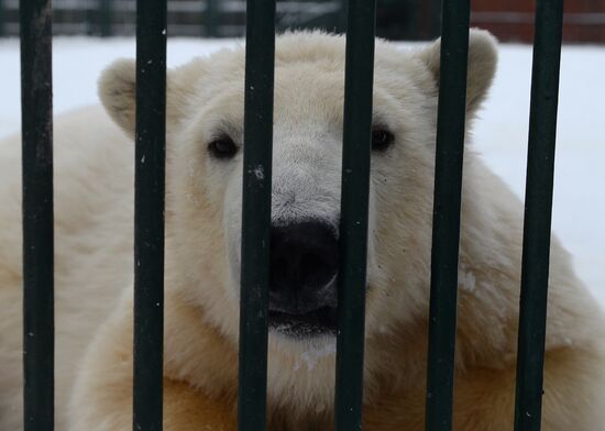 Polar bear cubs at Moscow Zoo nursery