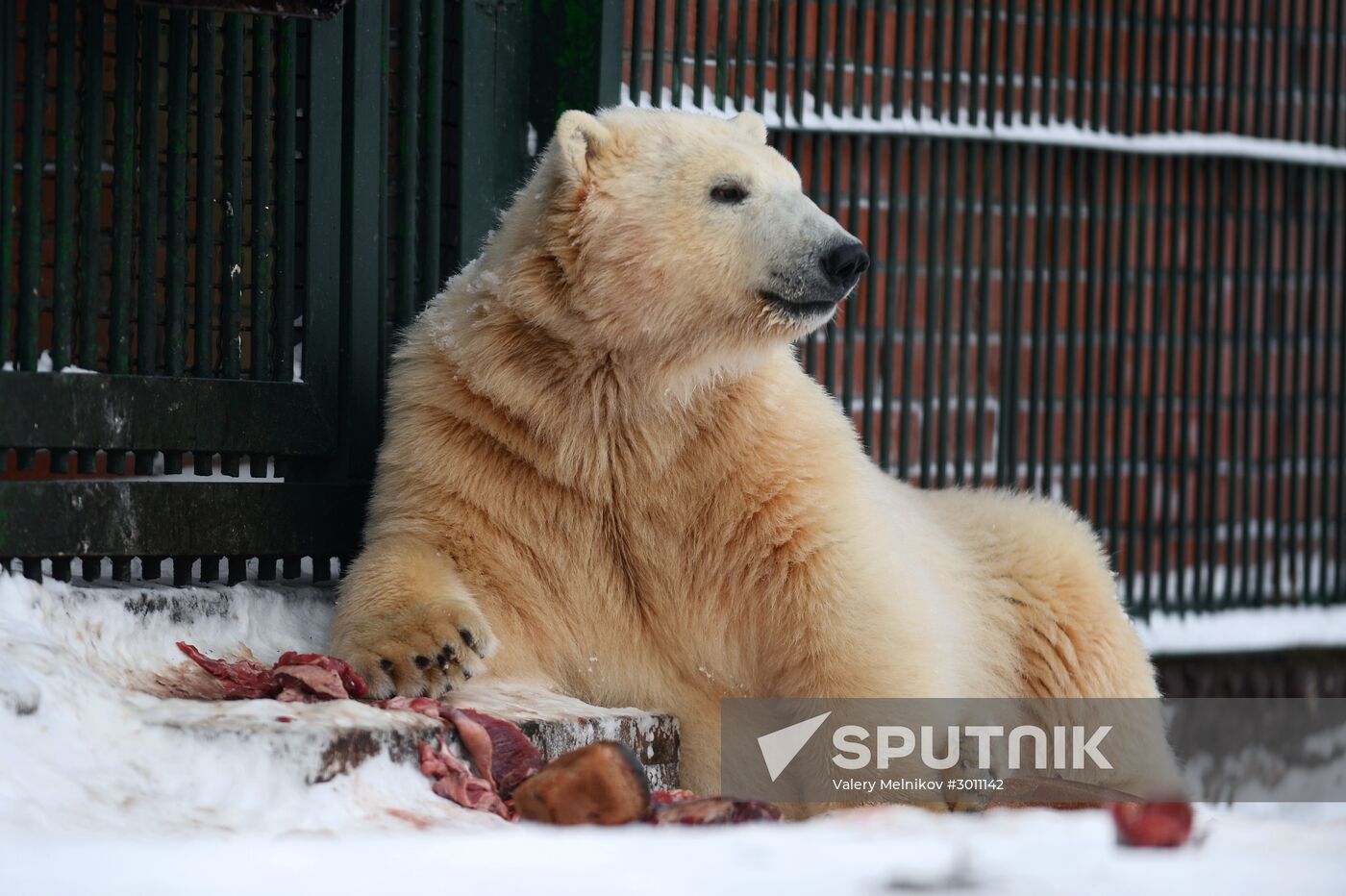 Polar bear cubs at Moscow Zoo nursery