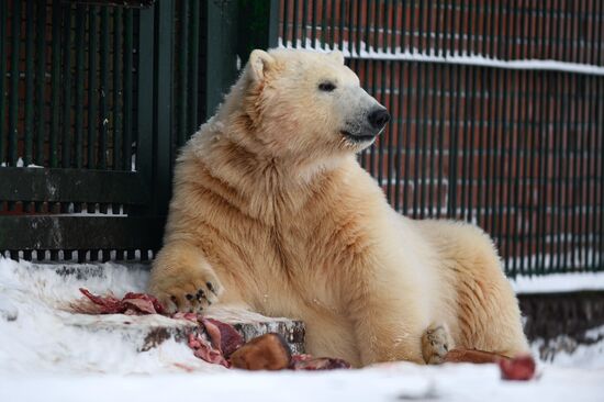 Polar bear cubs at Moscow Zoo nursery