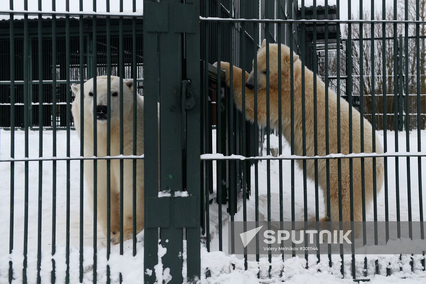 Polar bear cubs at Moscow Zoo nursery