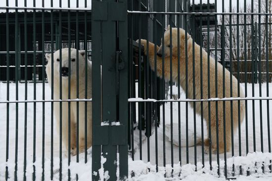 Polar bear cubs at Moscow Zoo nursery