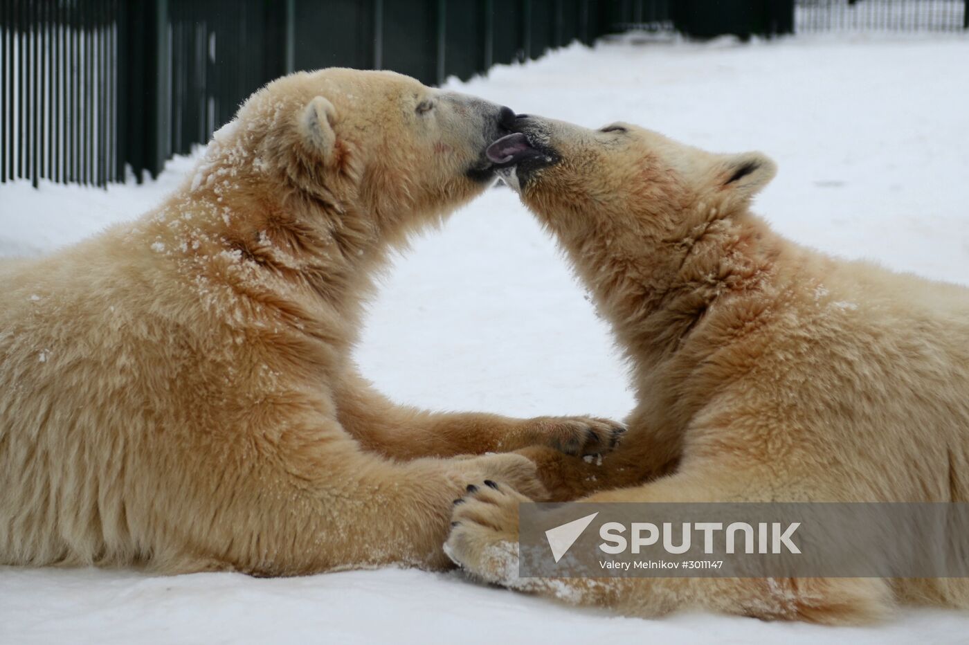 Polar bear cubs at Moscow Zoo nursery