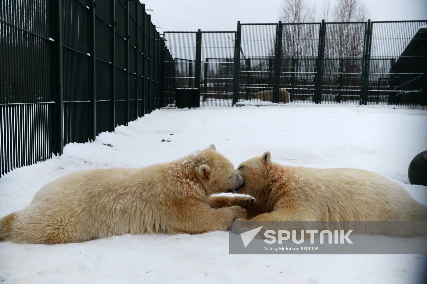 Polar bear cubs at Moscow Zoo nursery