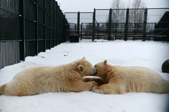 Polar bear cubs at Moscow Zoo nursery