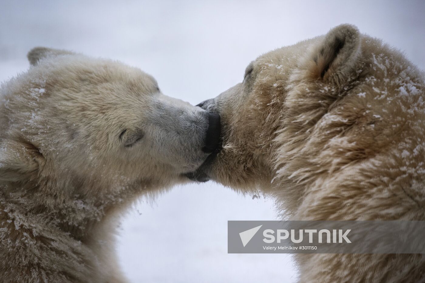 Polar bear cubs at Moscow Zoo nursery