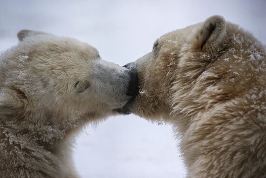 Polar bear cubs at Moscow Zoo nursery