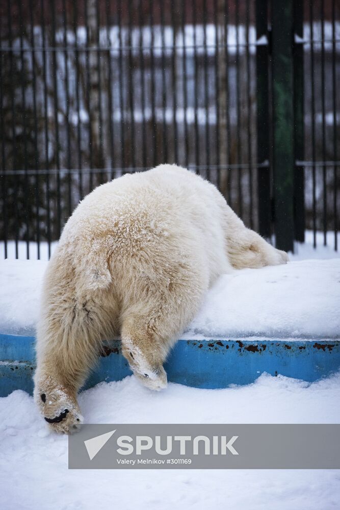 Polar bear cubs at Moscow Zoo nursery