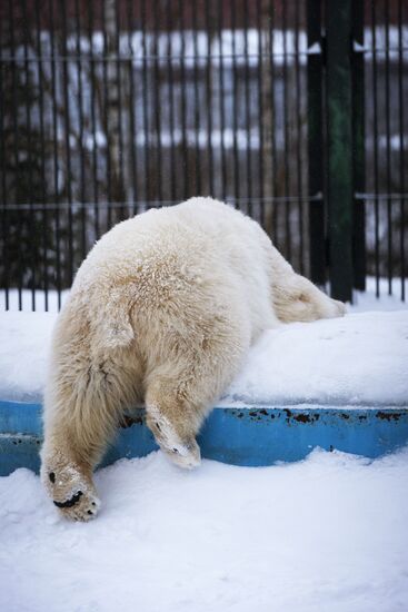 Polar bear cubs at Moscow Zoo nursery