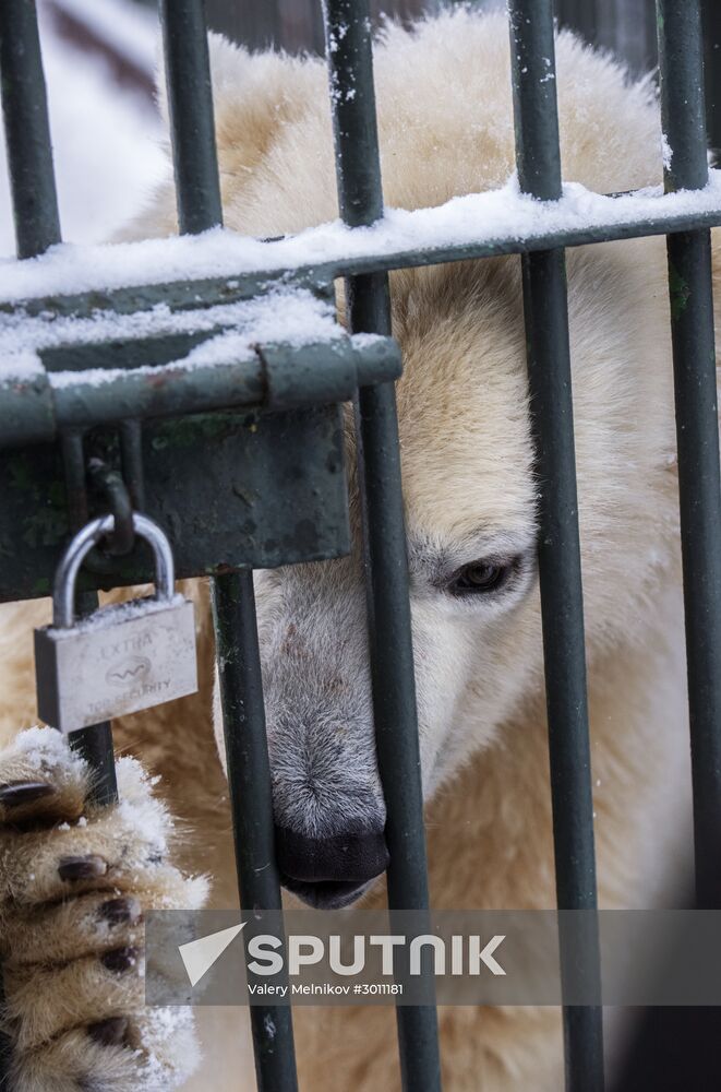 Polar bear cubs at Moscow Zoo nursery