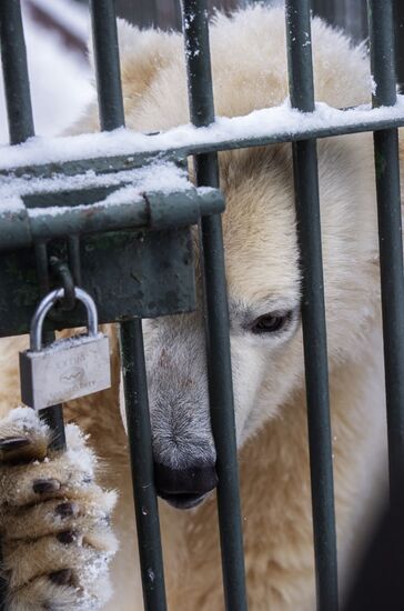 Polar bear cubs at Moscow Zoo nursery