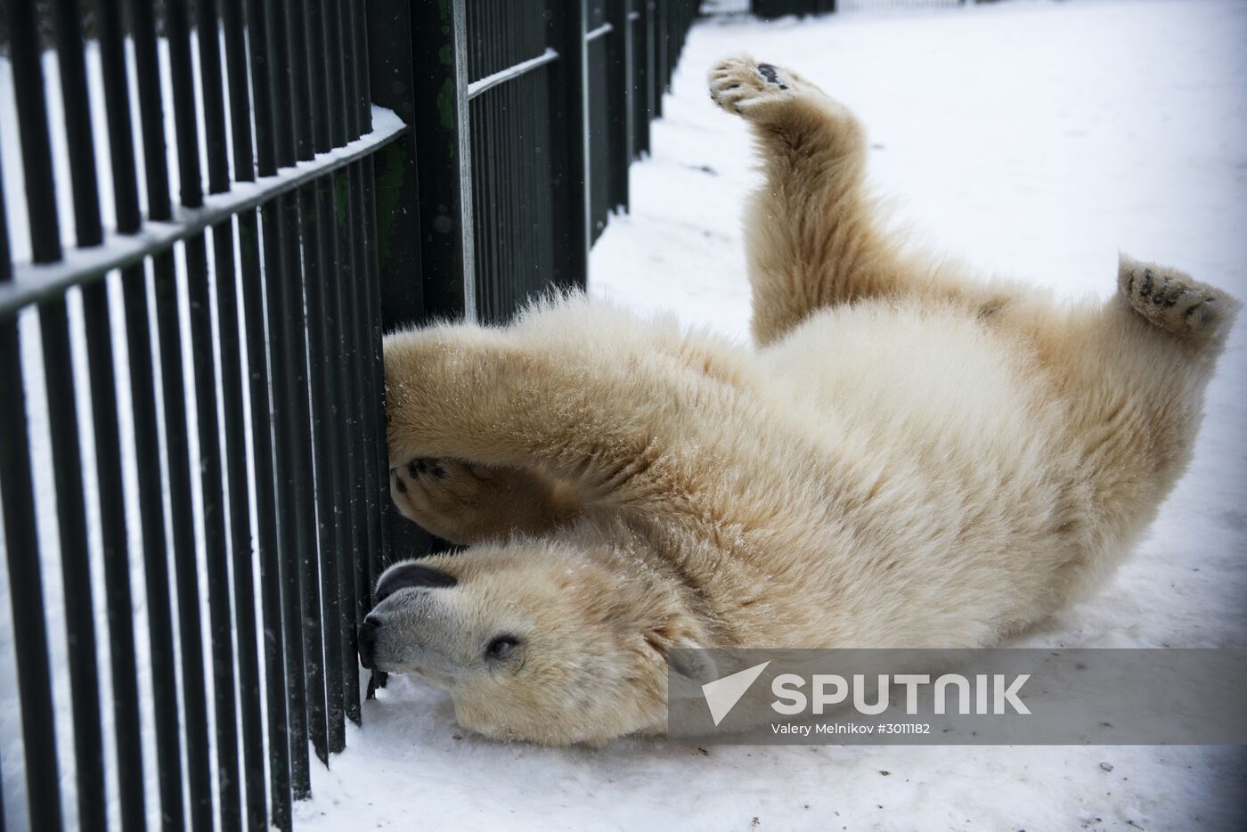 Polar bear cubs at Moscow Zoo nursery