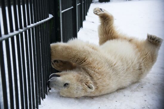 Polar bear cubs at Moscow Zoo nursery
