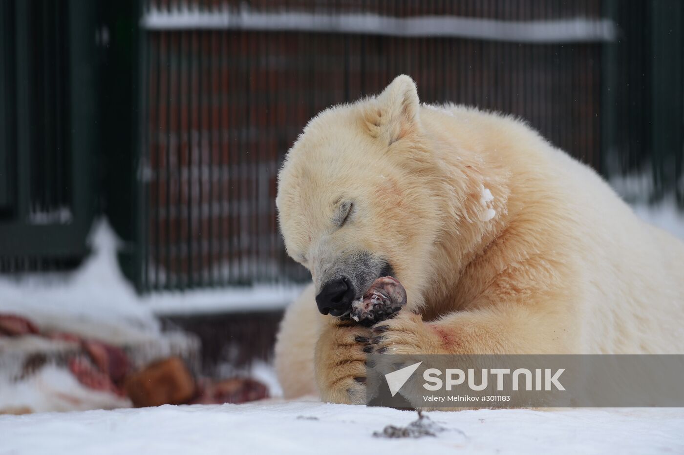 Polar bear cubs at Moscow Zoo nursery