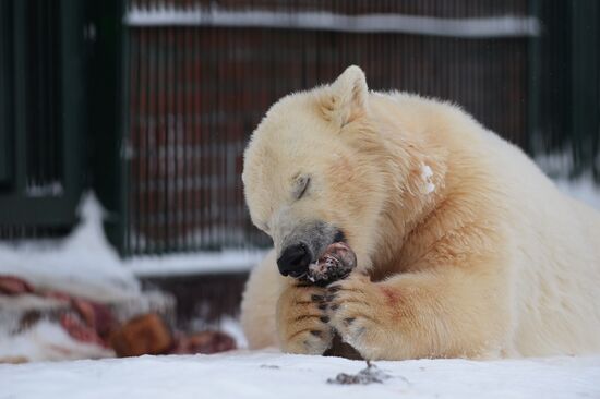 Polar bear cubs at Moscow Zoo nursery