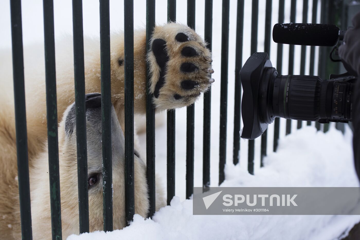 Polar bear cubs at Moscow Zoo nursery