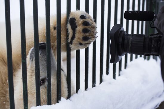 Polar bear cubs at Moscow Zoo nursery