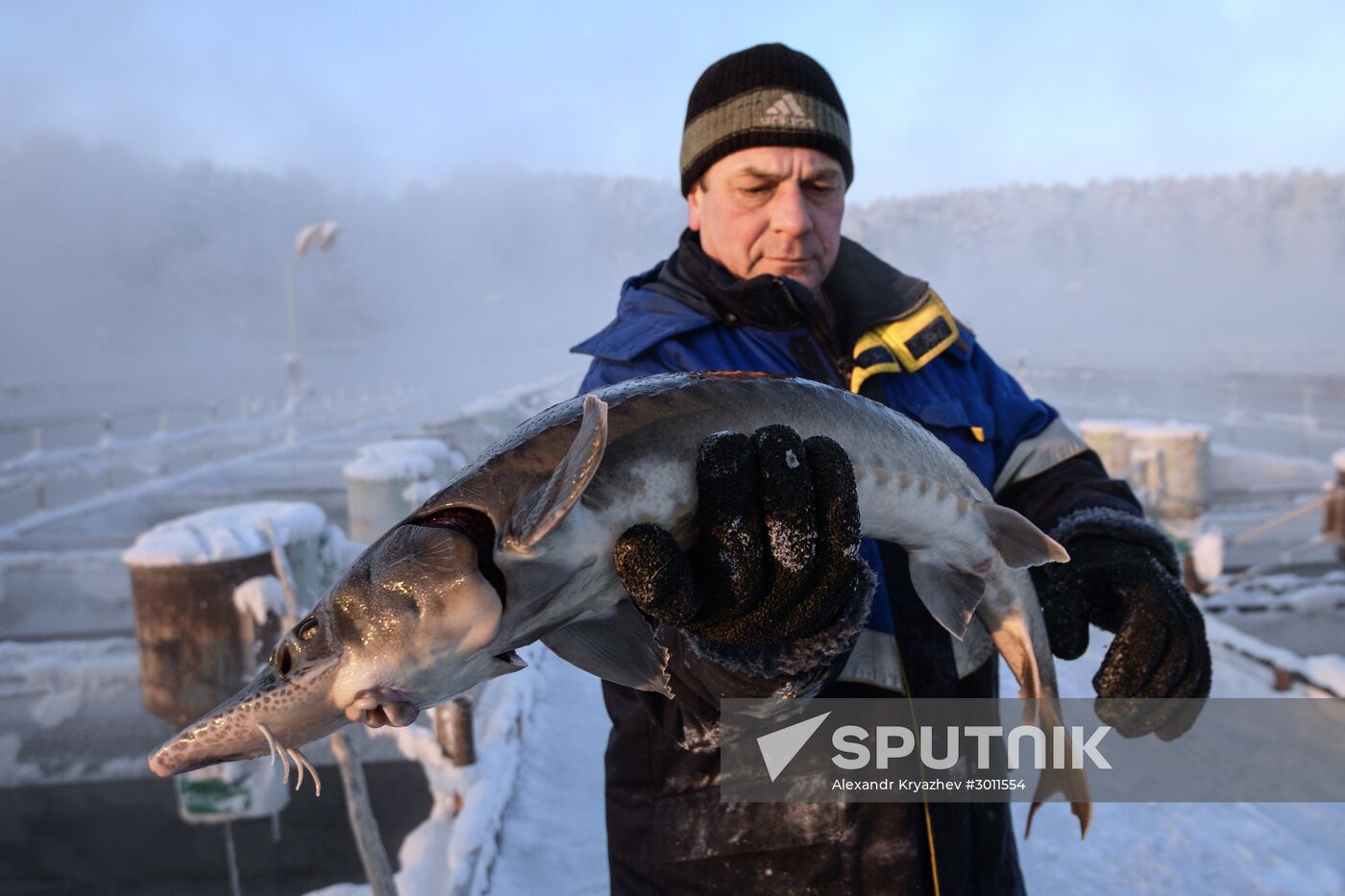 Fish farm in Krasnoyarsk Territory